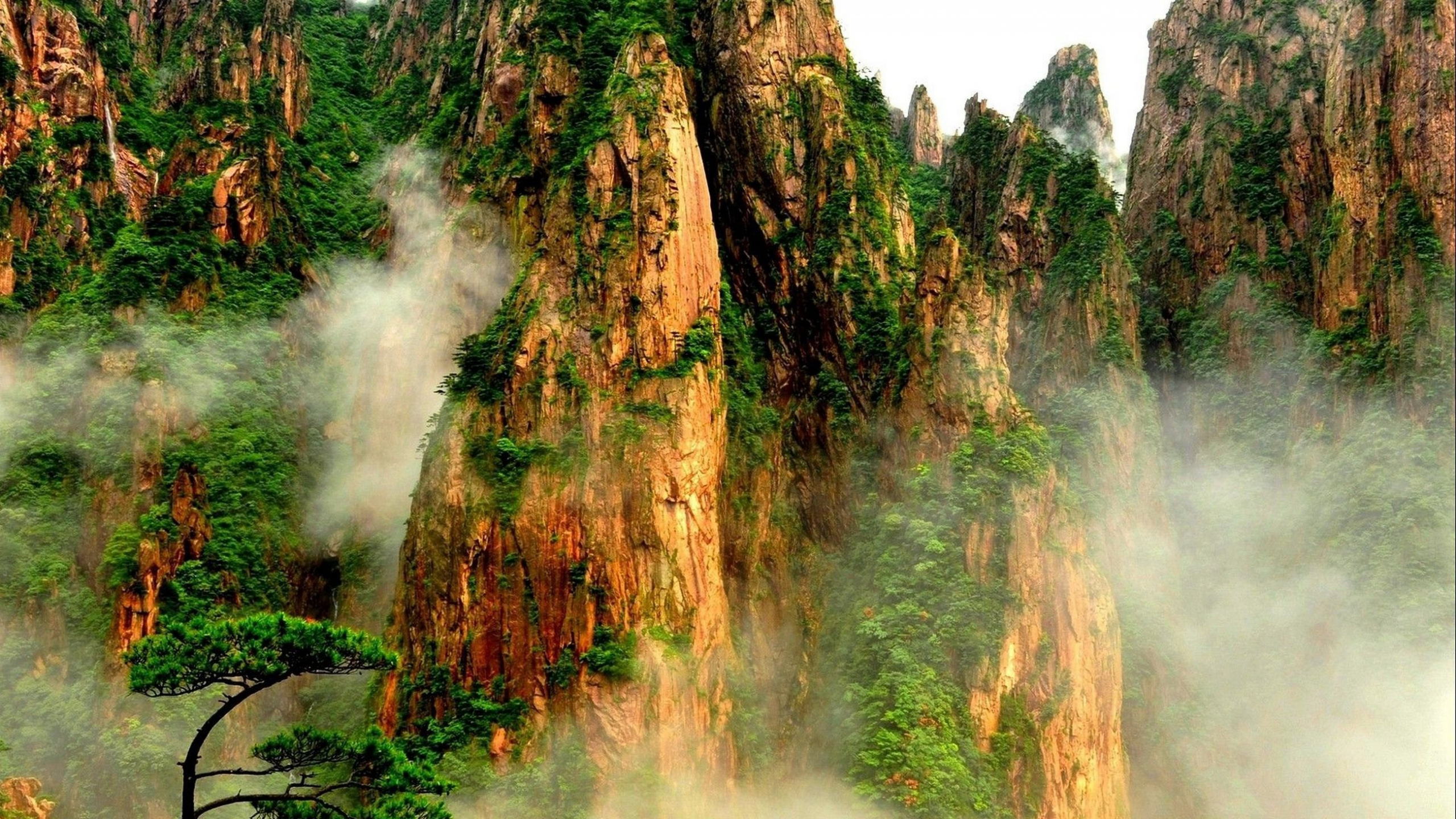 Обои природа, растительность, природный заповедник, дерево, лес в разрешении 2560x1440