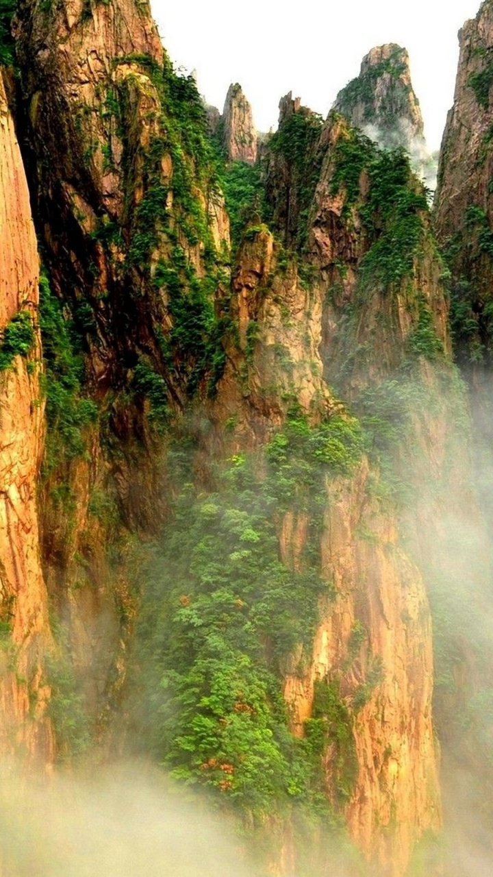 Обои природа, растительность, природный заповедник, дерево, лес в разрешении 720x1280