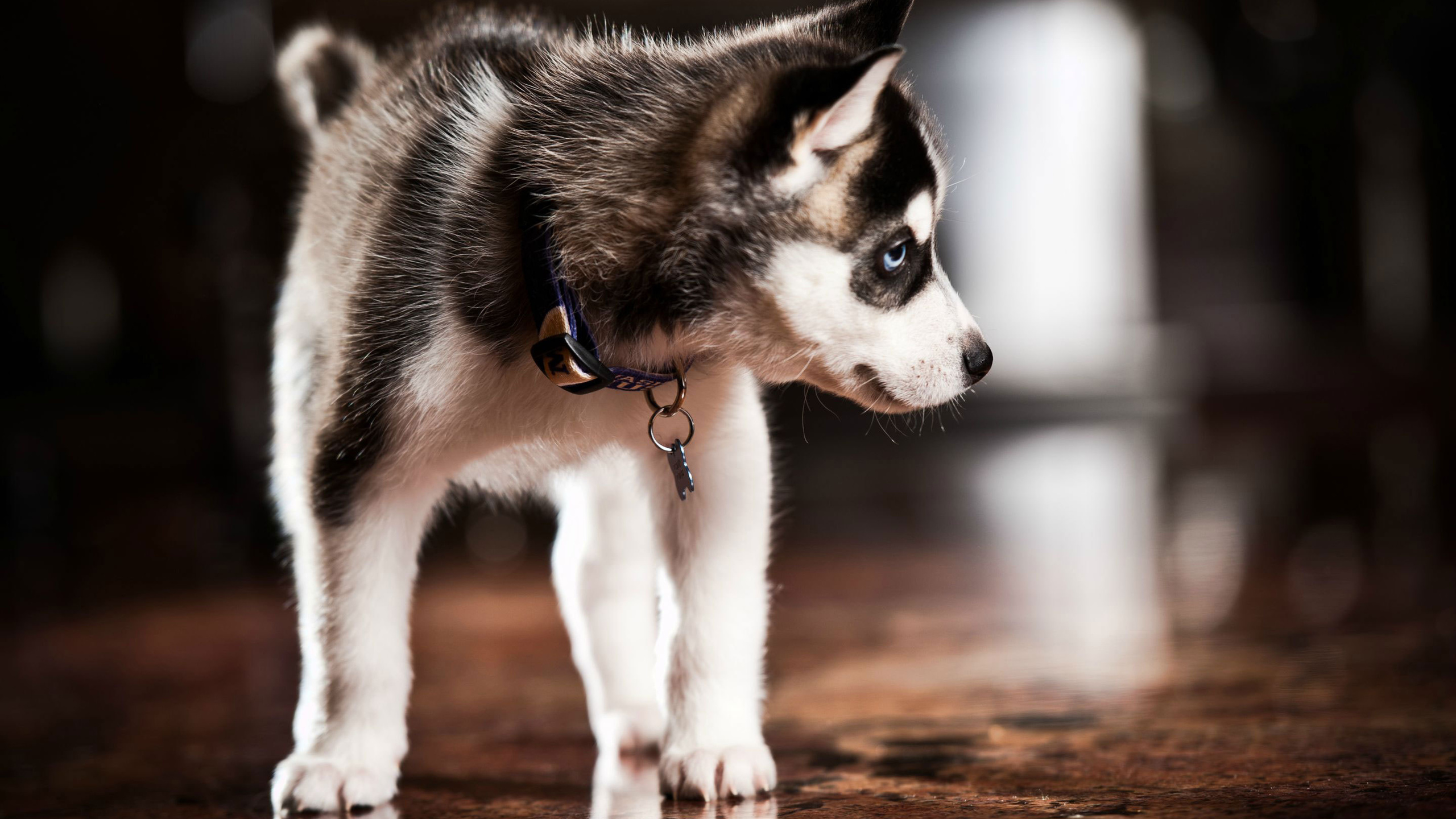 Обои Себирская Хаски, померанский шпиц, щенок, аляскинский маламут, пес в разрешении 2560x1440