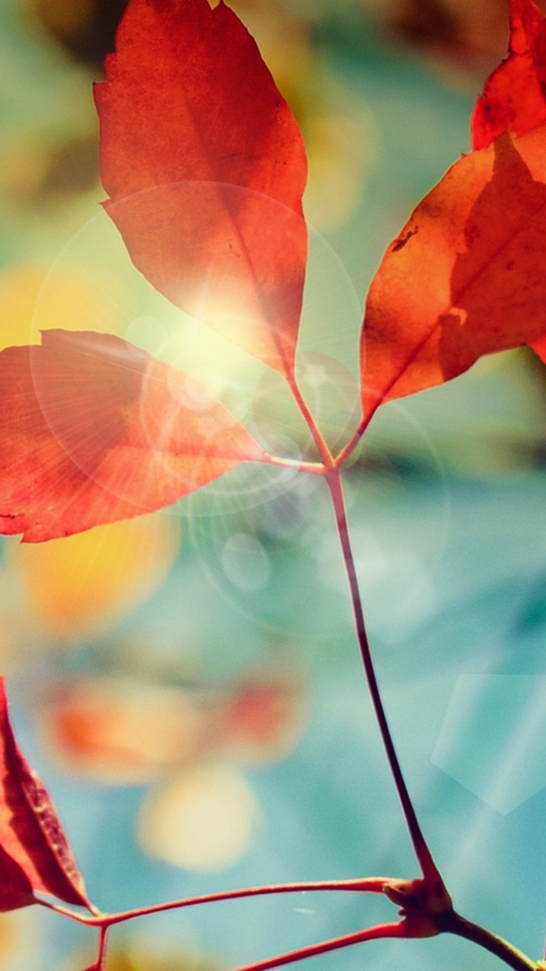 Обои лист, красный цвет, цветок, кленовый лист, осень в разрешении 1080x1920