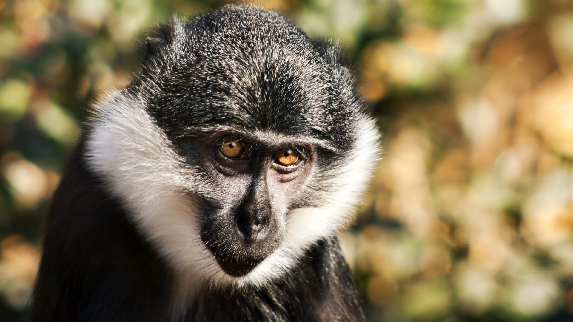 Обои живая природа, наземные животные, примас, шимпанзе, макака в разрешении 1920x1080