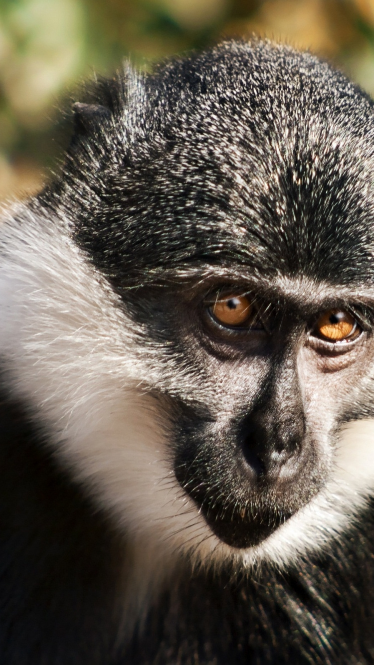 Обои живая природа, наземные животные, примас, шимпанзе, макака в разрешении 750x1334