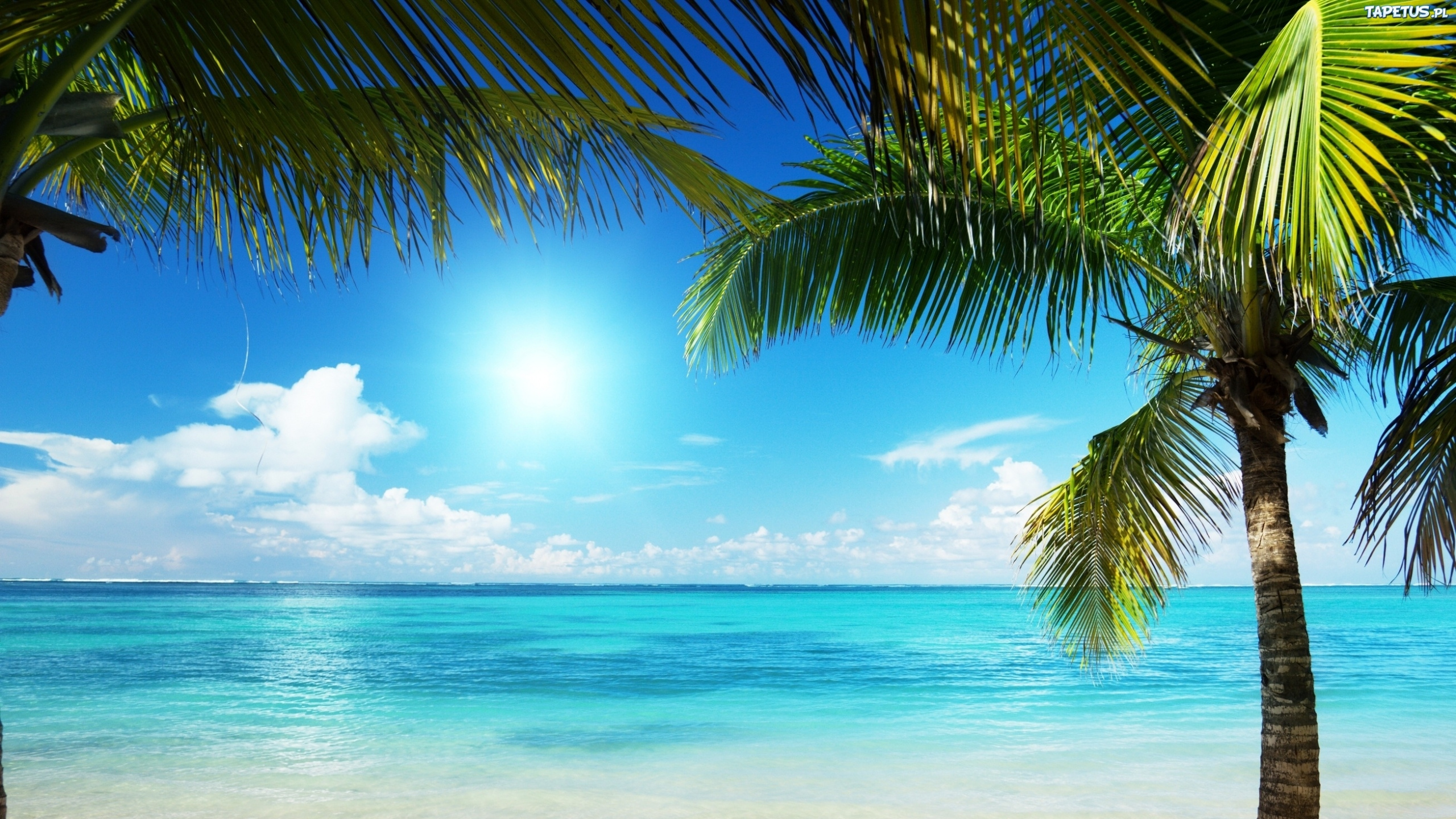 Обои пляж, тропическая зона, Пальма, отпуск, океан в разрешении 2560x1440