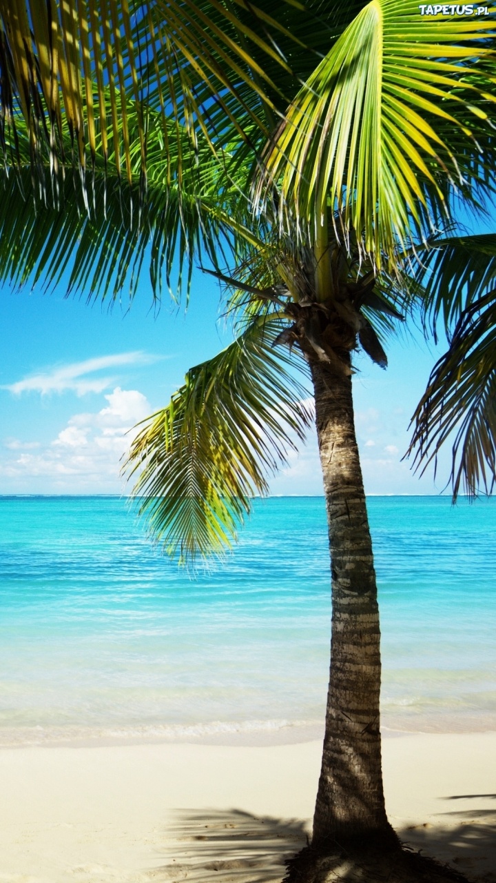 Обои пляж, тропическая зона, Пальма, отпуск, океан в разрешении 720x1280