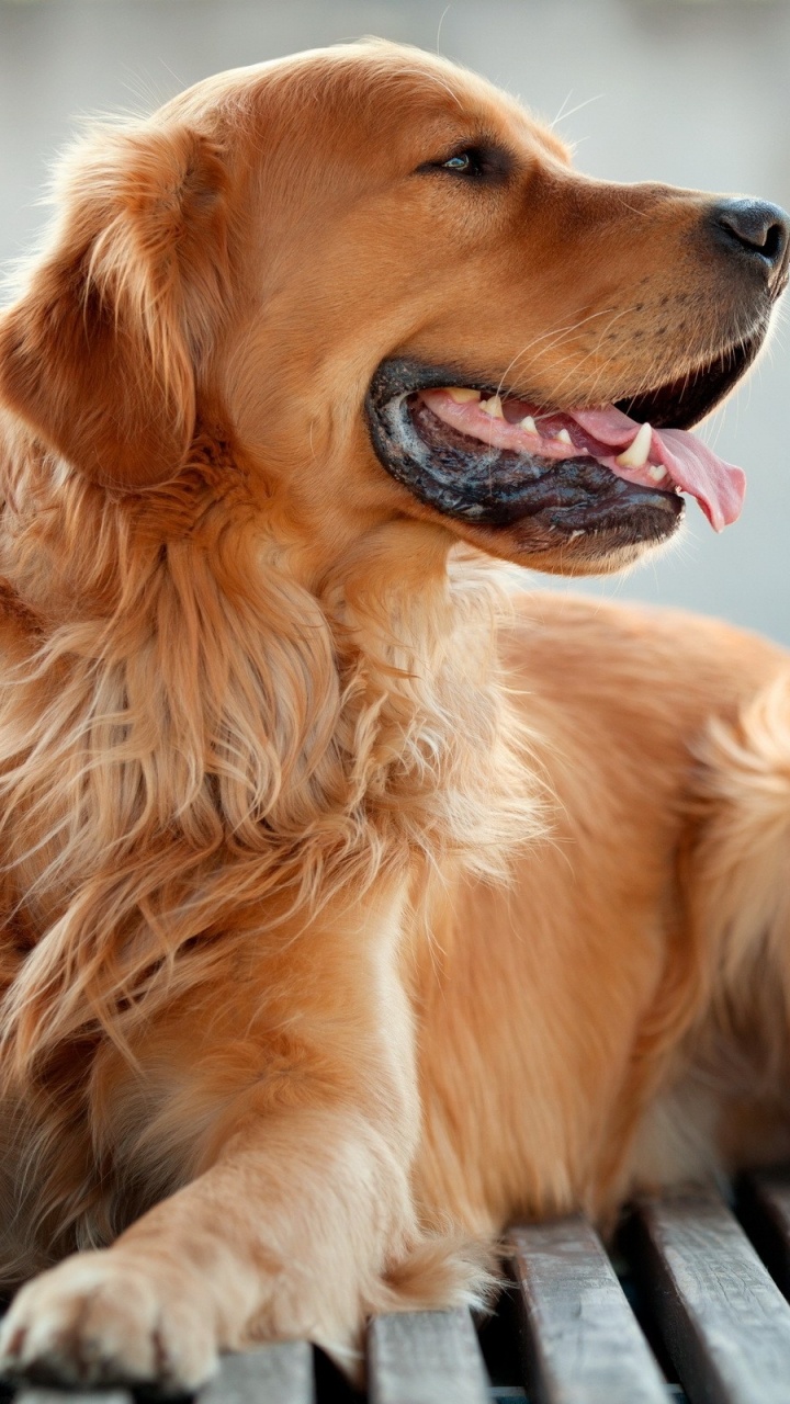 Обои золотистый ретривер, щенок, собака породы, спортивные группы, собака компаньон в разрешении 720x1280