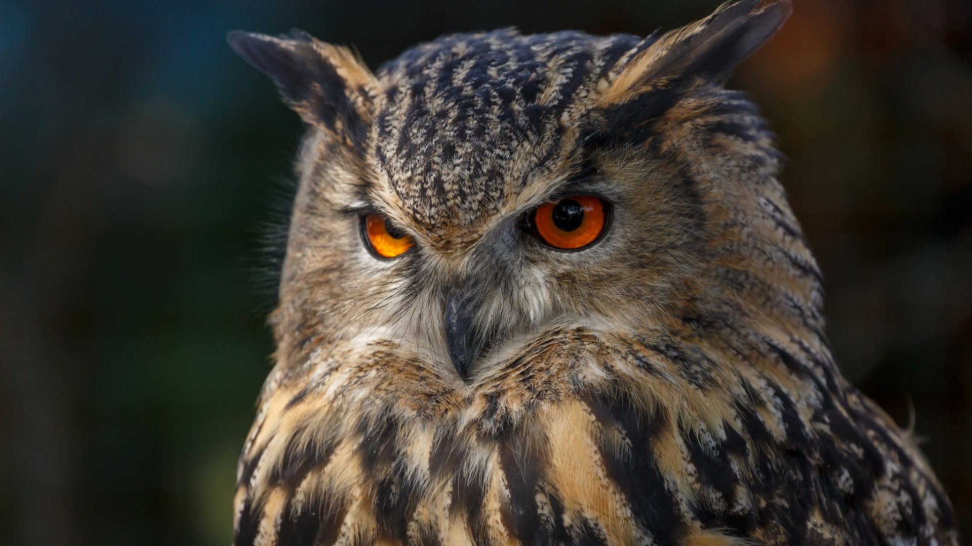 Обои сова, птица, хищная птица, живая природа, клюв в разрешении 1920x1080