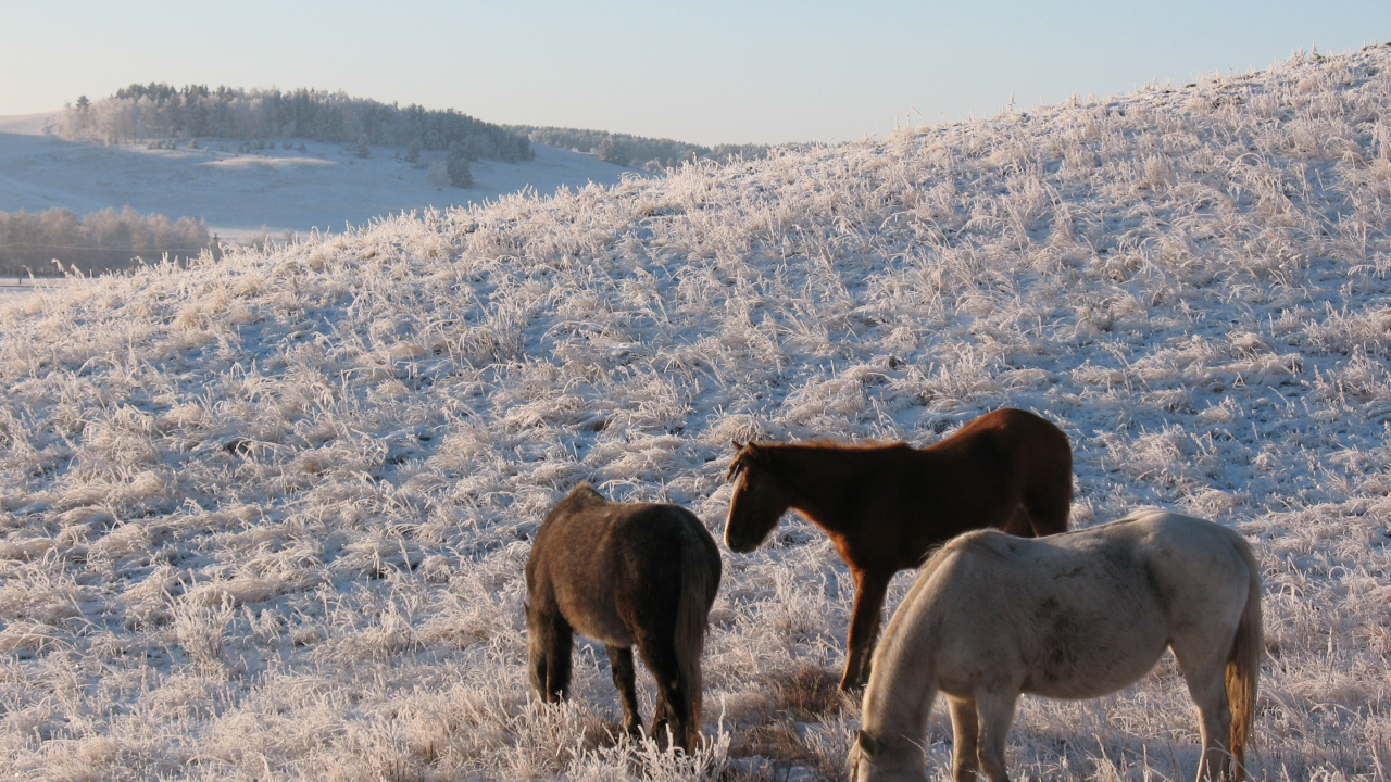 Обои пастбище, живая природа, Мустанг лошадь, пастбища, Казахстан в разрешении 1280x720