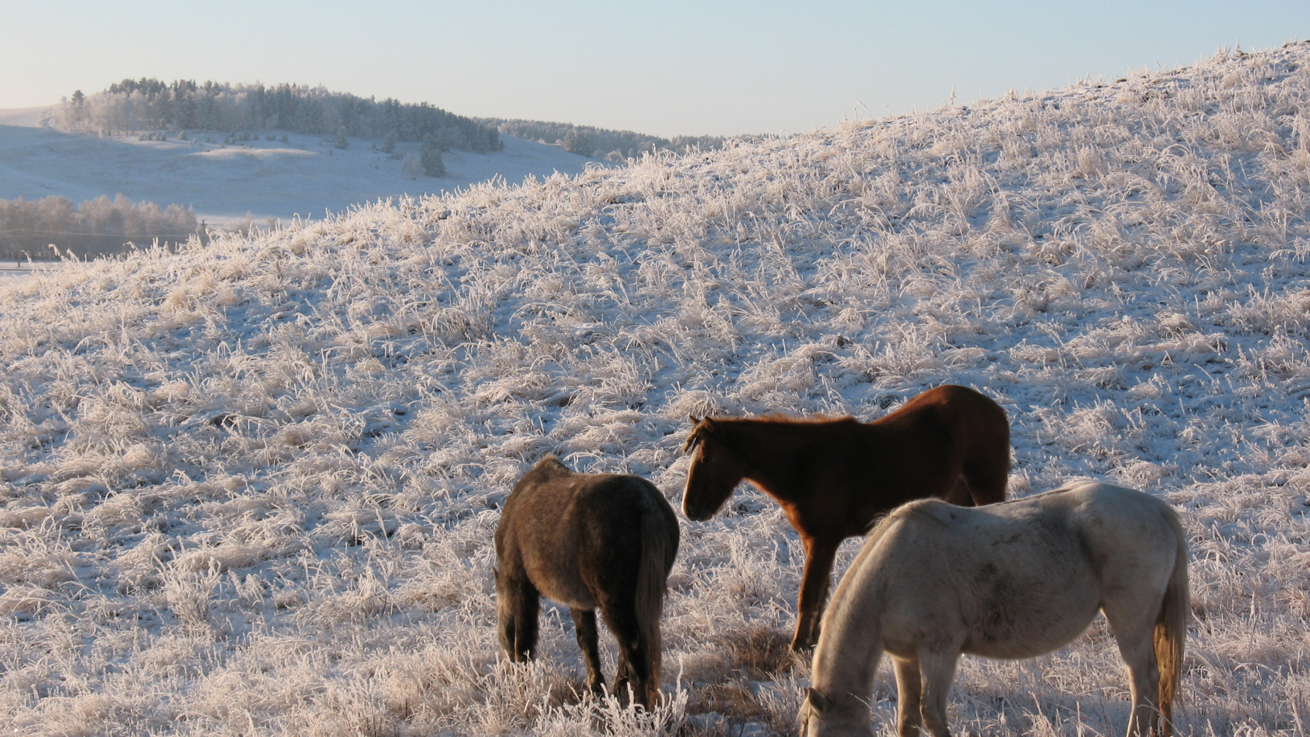 Обои пастбище, живая природа, Мустанг лошадь, пастбища, Казахстан в разрешении 2560x1440