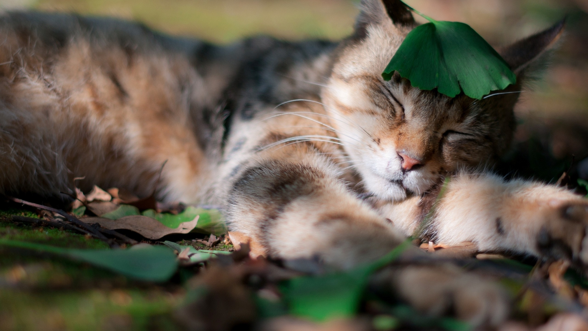 Обои полосатый кот, котенок, кошачьих, живая природа, фауна в разрешении 1920x1080