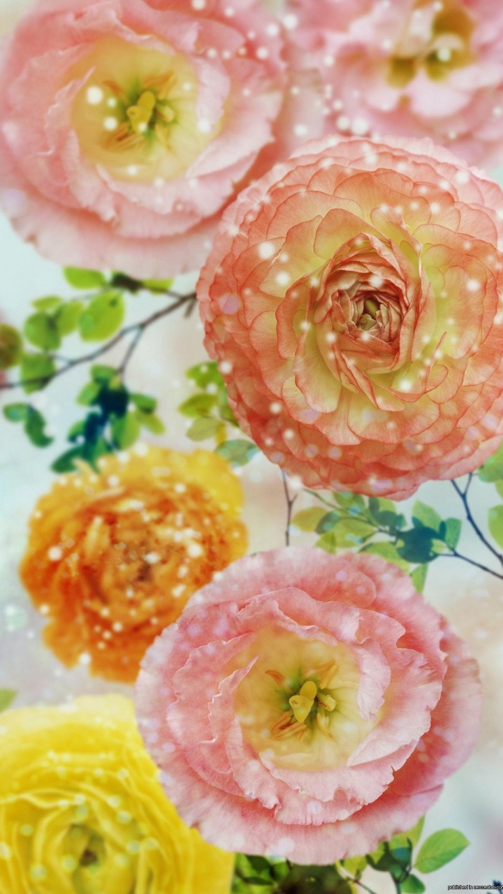 Обои цветок, акварельные краски, розовый, лепесток, Роза в разрешении 720x1280