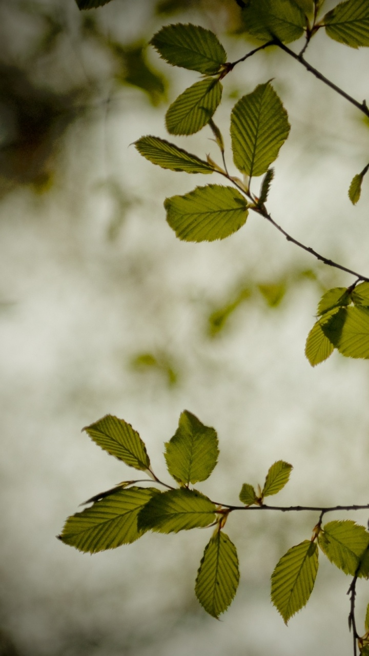 Обои прут, лист, ветвь, стебель растения, дерево в разрешении 720x1280