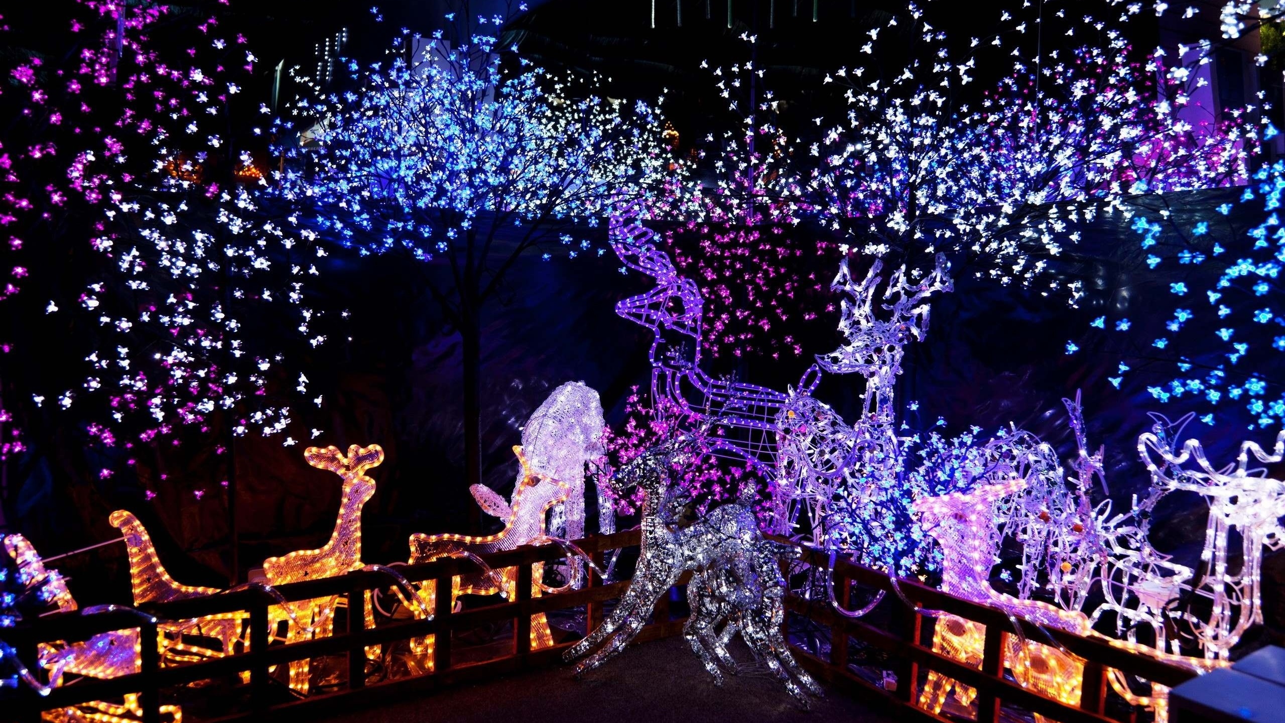 Обои Рождественские огни, Рождественский день, освещение, свет, елка в разрешении 2560x1440