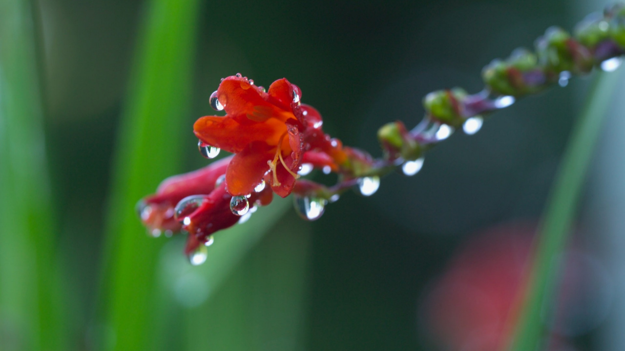 Обои вода, красный цвет, роса, бутон, стебель растения в разрешении 1280x720