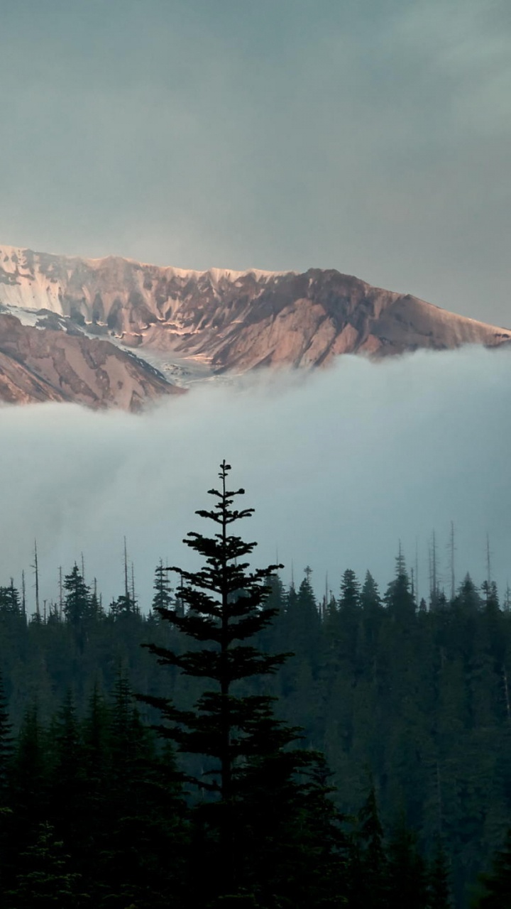 Обои снег, горный рельеф, дикая местность, дерево, горный хребет в разрешении 720x1280