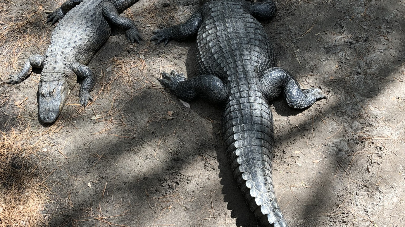 Обои крокодил, ящерица, наземные животные, крокодилы, наука в разрешении 1366x768