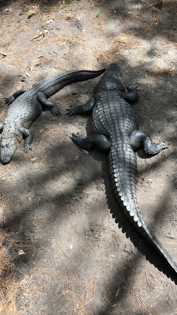 Обои крокодил, ящерица, наземные животные, крокодилы, наука в разрешении 750x1334