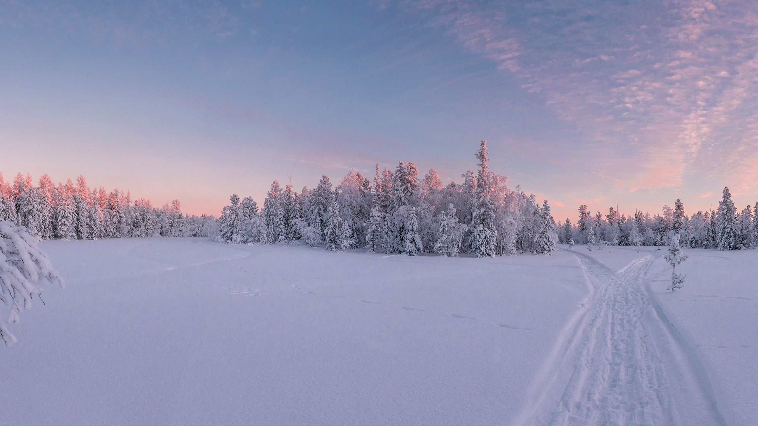 Обои зима, природа, ветвь, синий, дневное время в разрешении 2560x1440