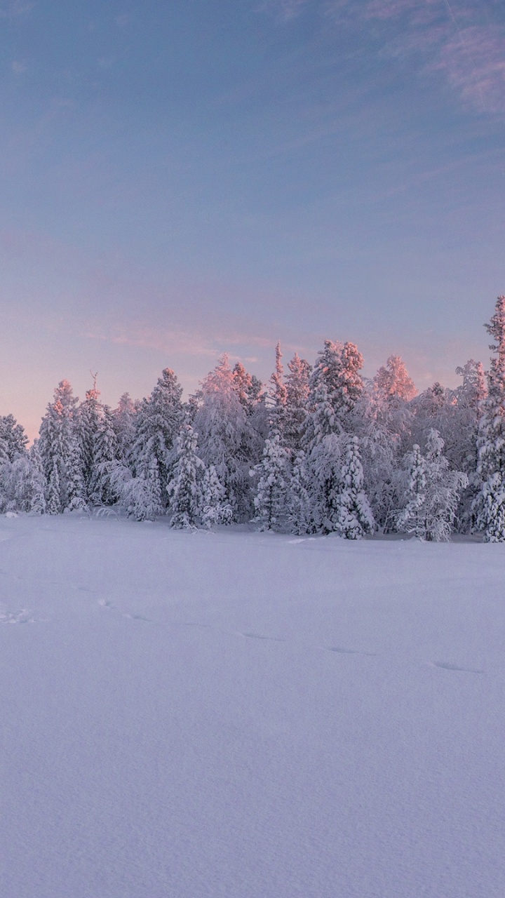 Обои зима, природа, ветвь, синий, дневное время в разрешении 720x1280