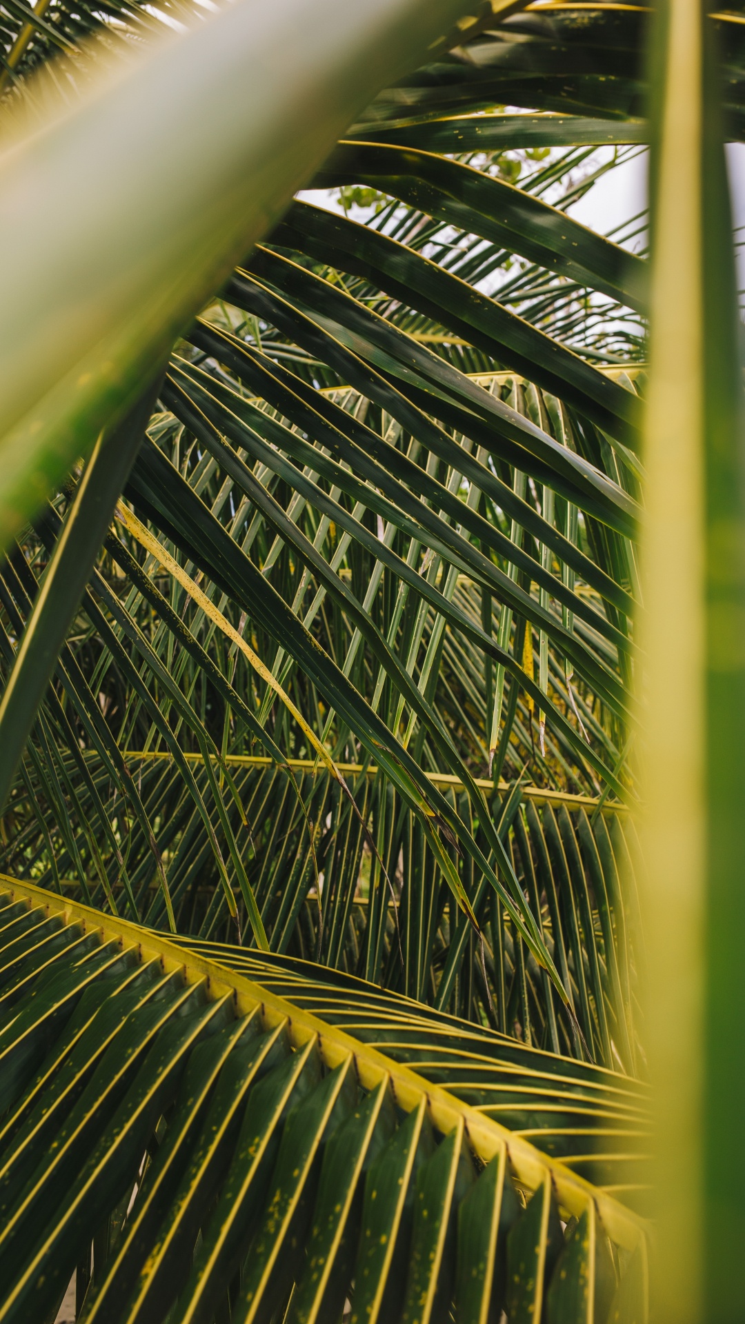 Обои пальмовые рощи, лист, дерево, растительность, зеленый в разрешении 1080x1920