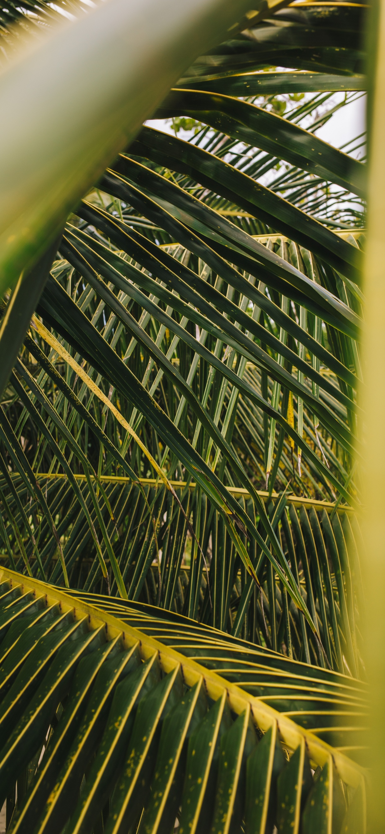 Обои пальмовые рощи, лист, дерево, растительность, зеленый в разрешении 1242x2688