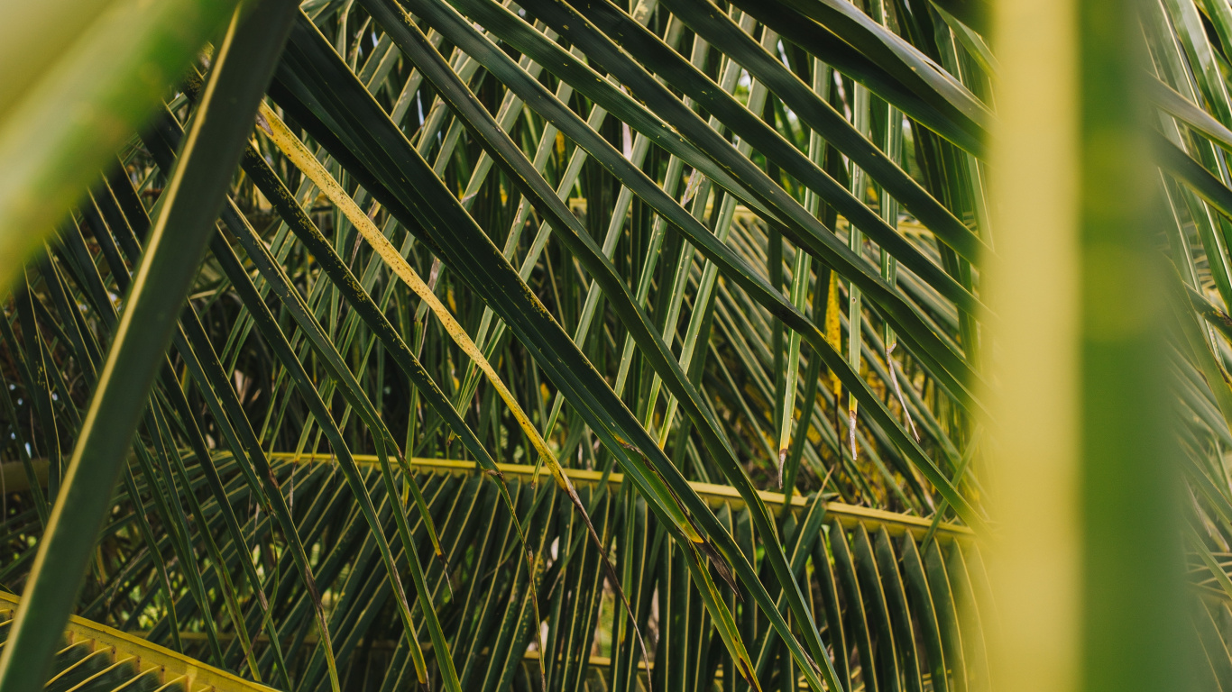 Обои пальмовые рощи, лист, дерево, растительность, зеленый в разрешении 1366x768