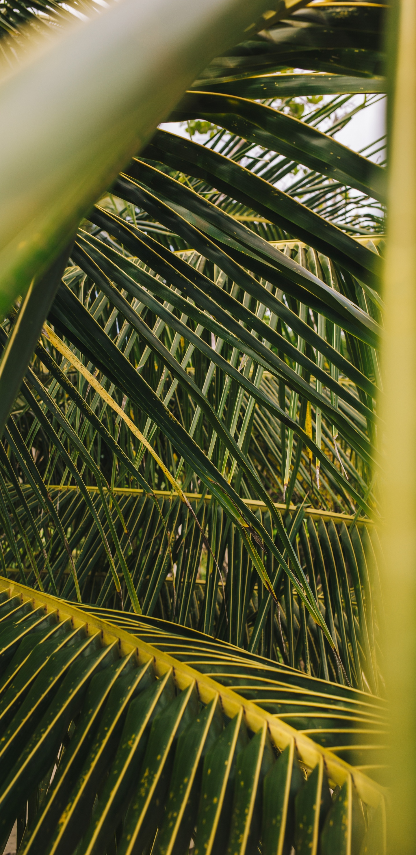 Обои пальмовые рощи, лист, дерево, растительность, зеленый в разрешении 1440x2960