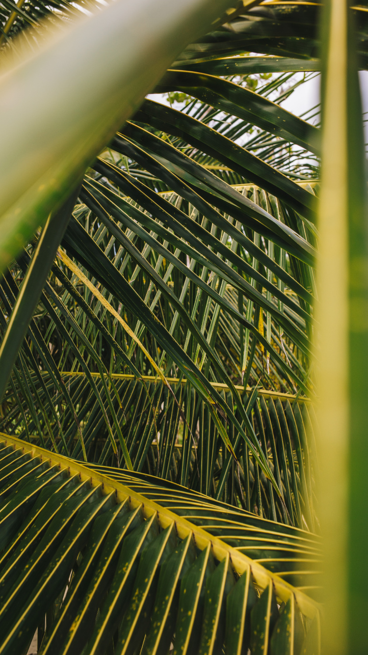 Обои пальмовые рощи, лист, дерево, растительность, зеленый в разрешении 750x1334