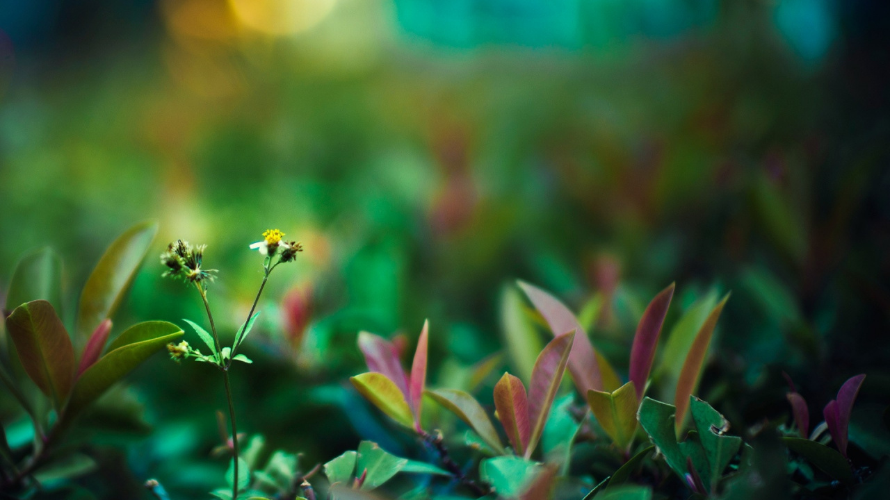 Обои зеленый, растительность, растение, полевой цветок, макросъемка в разрешении 1280x720