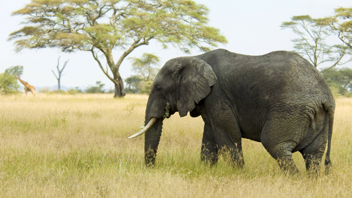 Обои Слон, наземные животные, слоны и мамонты, живая природа, индийский слон в разрешении 1366x768