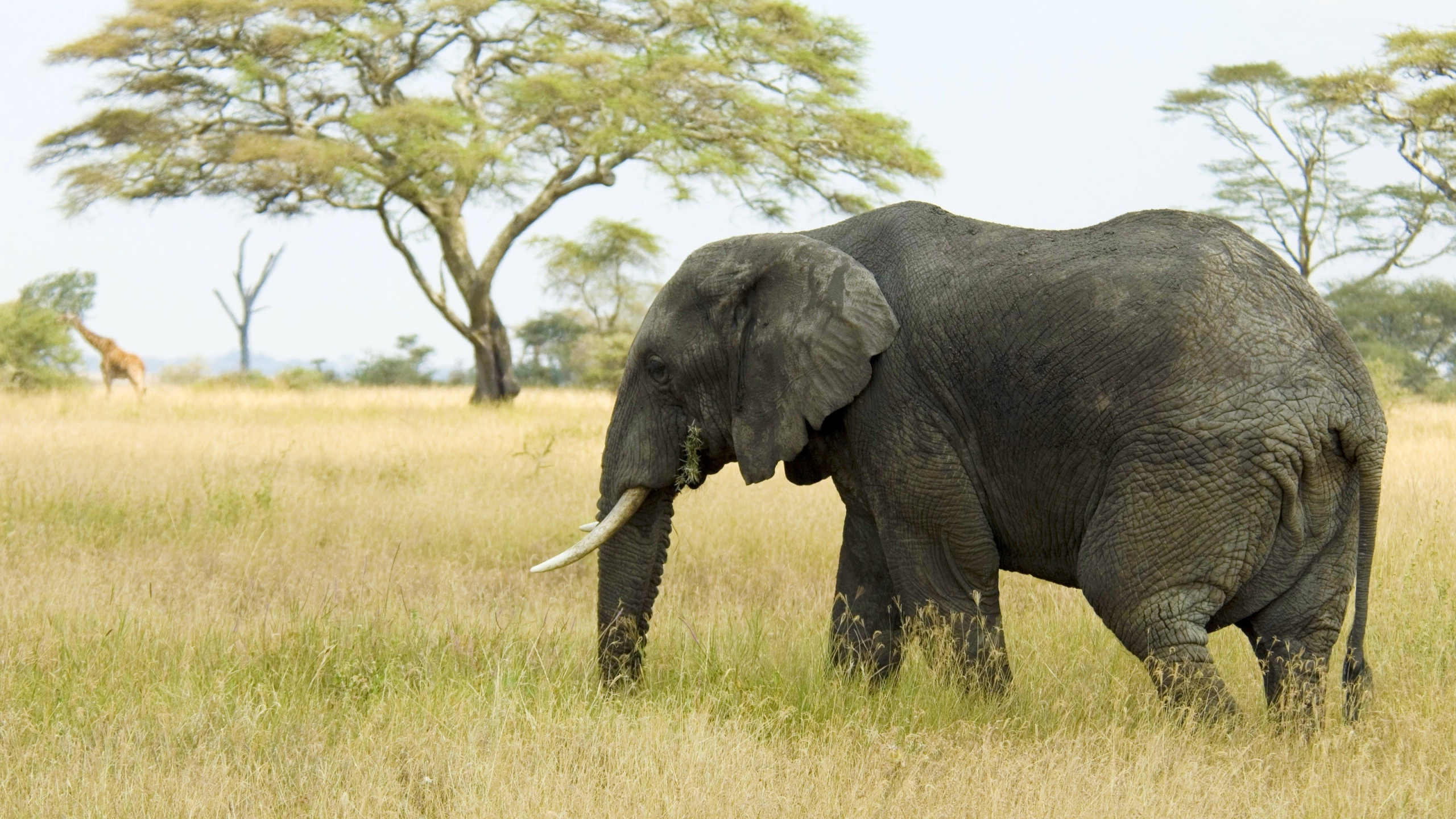 Обои Слон, наземные животные, слоны и мамонты, живая природа, индийский слон в разрешении 2560x1440