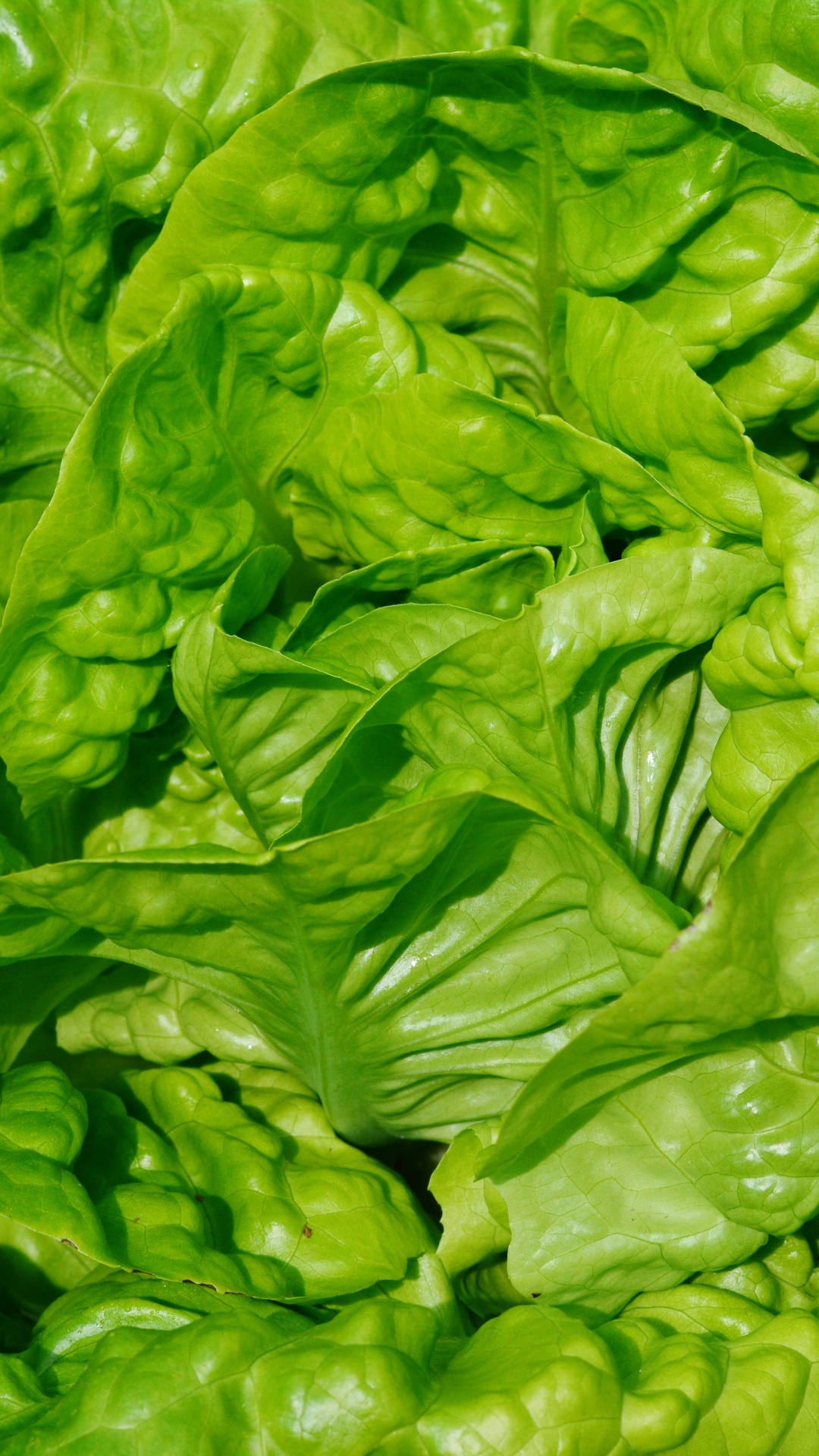 Обои листовой овощ, овощ, зеленый, лист, Мангольд в разрешении 1080x1920
