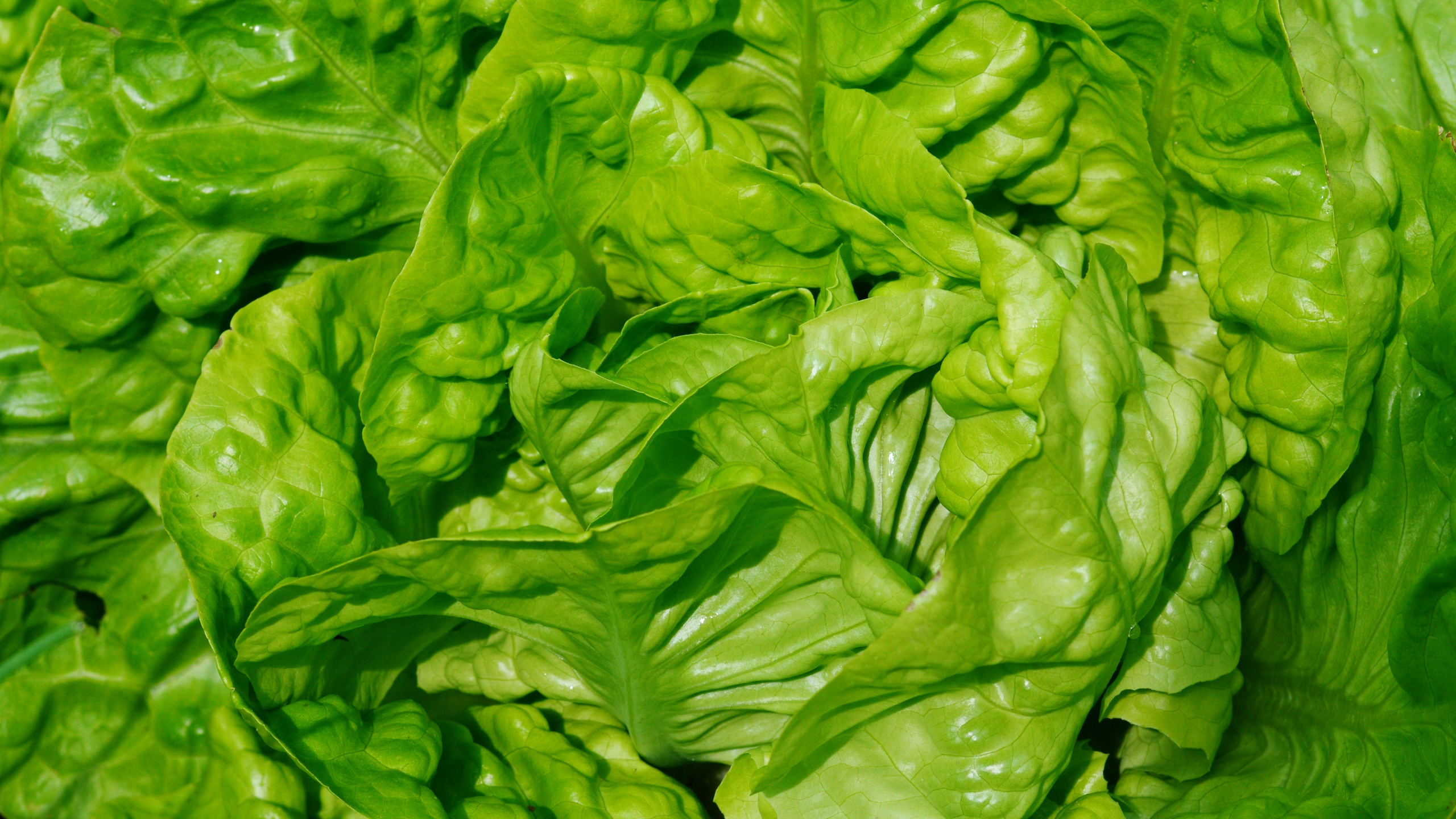 Обои листовой овощ, овощ, зеленый, лист, Мангольд в разрешении 2560x1440