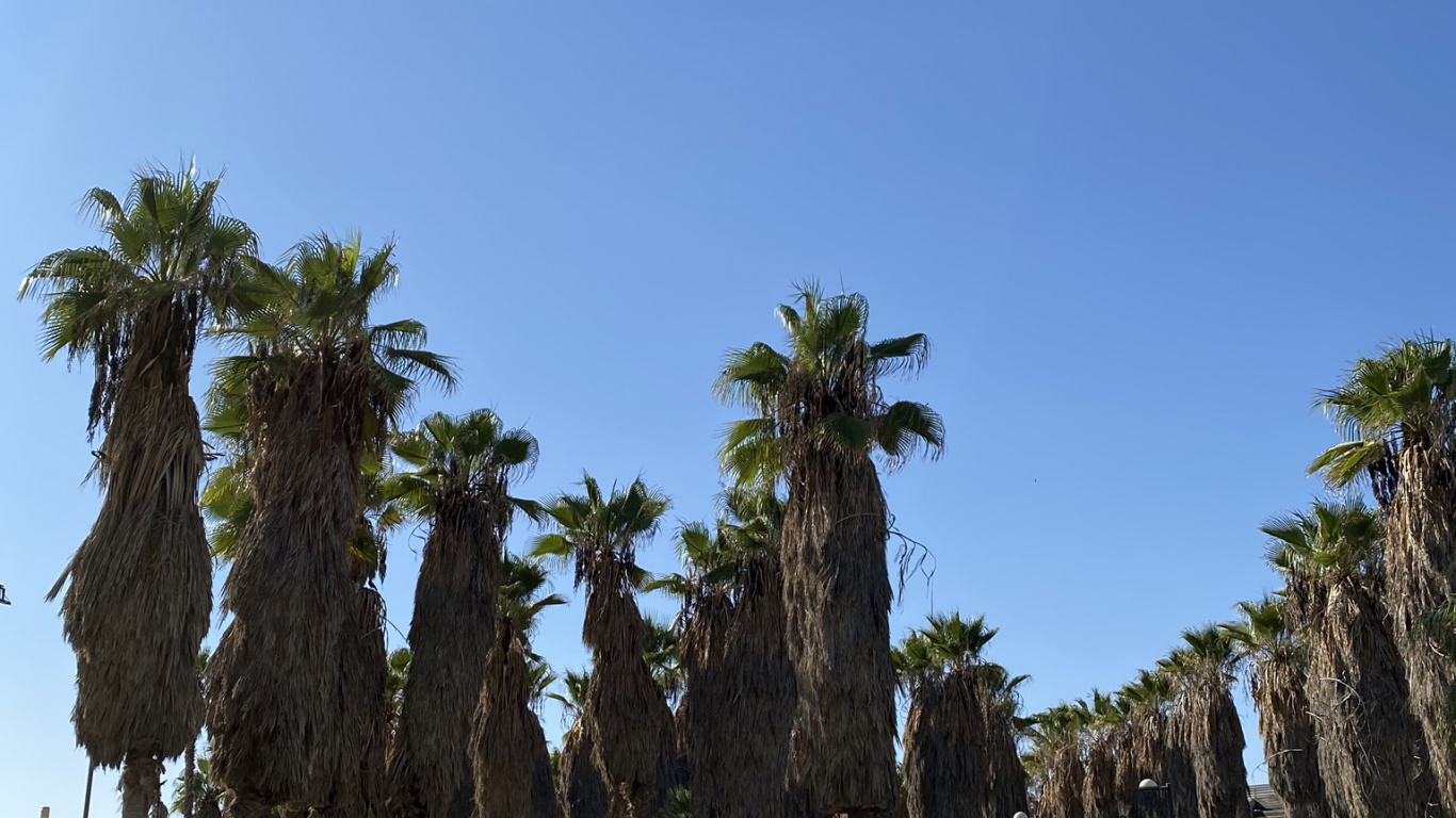 Обои пальмовые рощи, туризм, финиковая пальма, достопримечательность, водоем в разрешении 1366x768