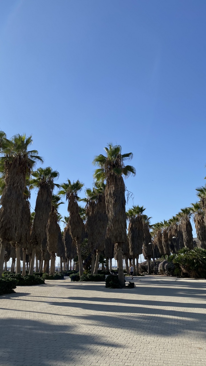 Обои пальмовые рощи, туризм, финиковая пальма, достопримечательность, водоем в разрешении 720x1280