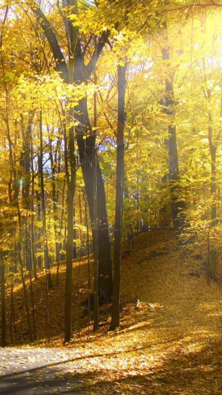 Обои лес, природа, солнечный свет, лесистая местность, путь в разрешении 720x1280