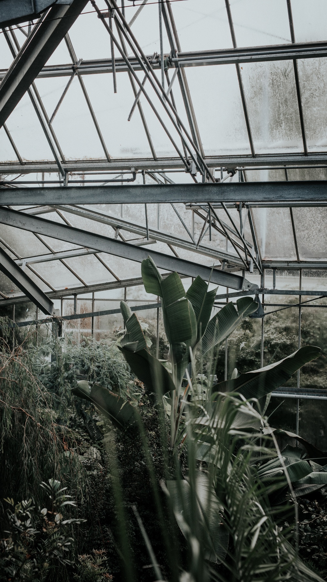 Обои влага, теплица, дерево, рассада, кактус в разрешении 1080x1920