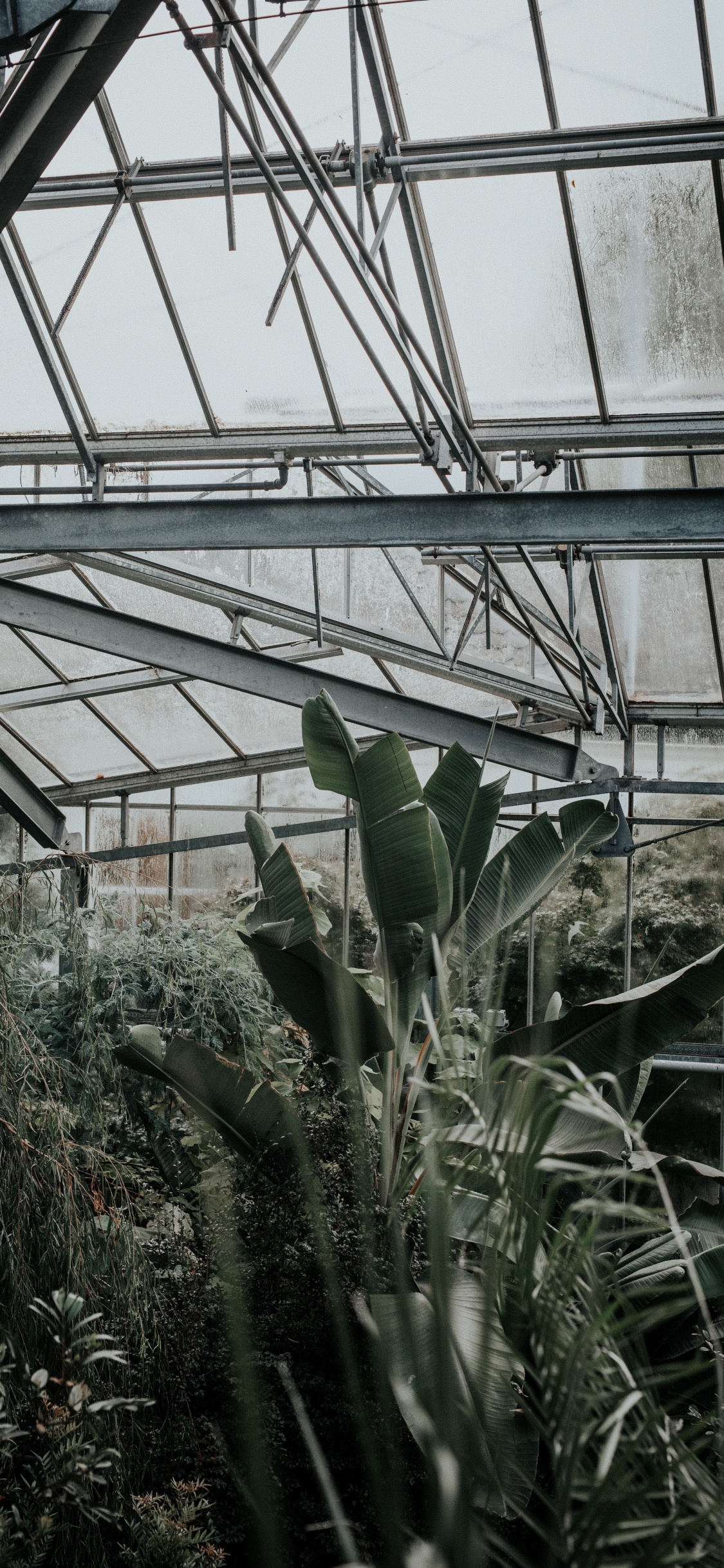 Обои влага, теплица, дерево, рассада, кактус в разрешении 1125x2436