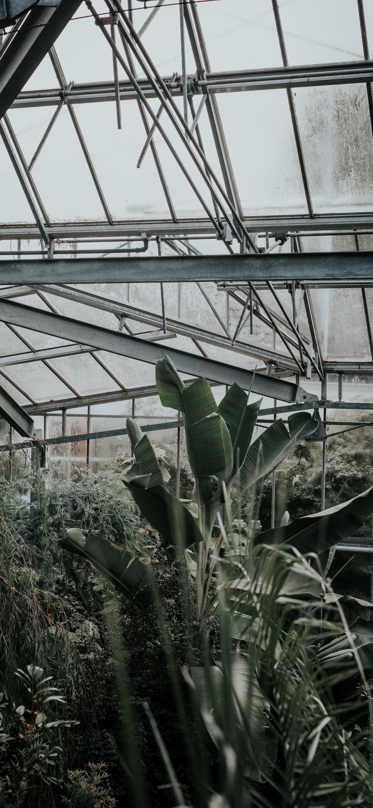 Обои влага, теплица, дерево, рассада, кактус в разрешении 1242x2688