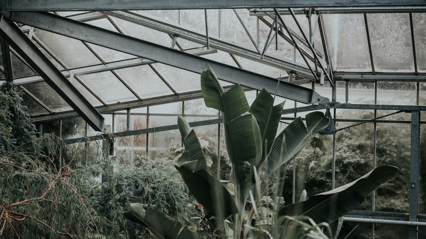 Обои влага, теплица, дерево, рассада, кактус в разрешении 1366x768