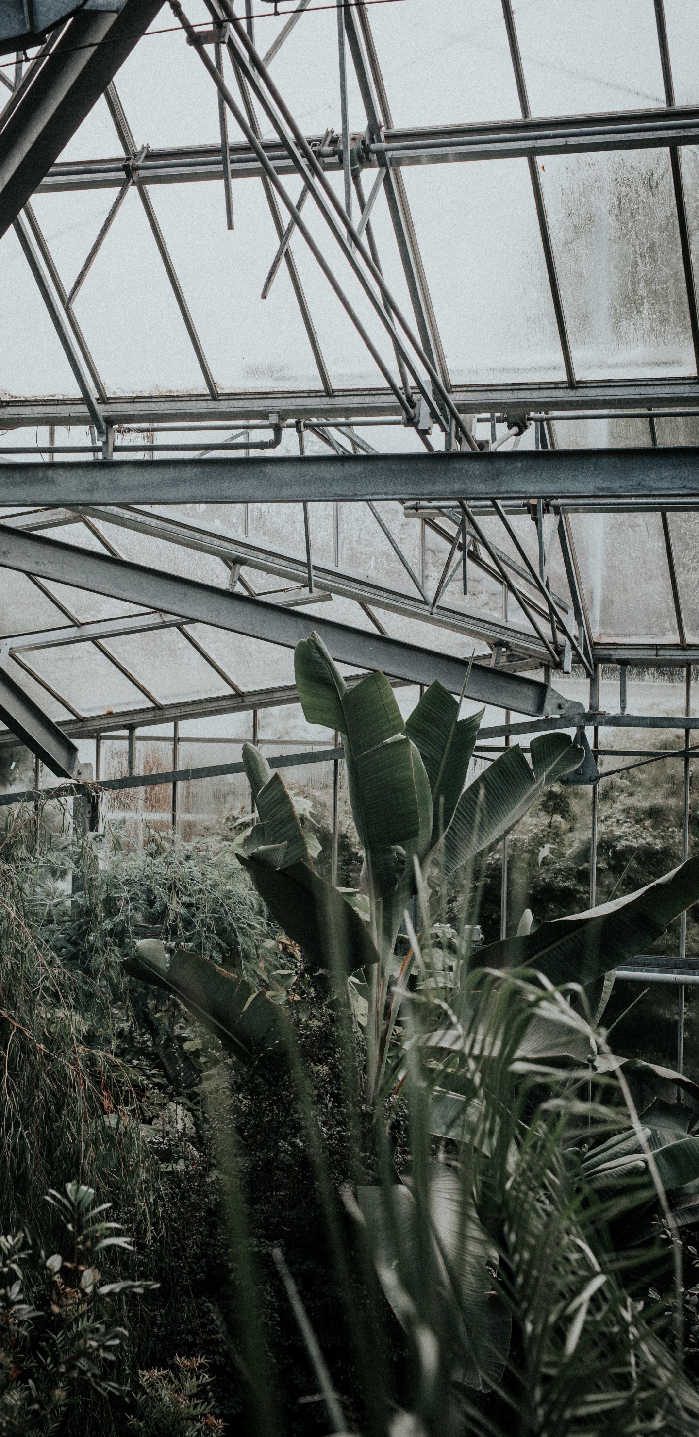 Обои влага, теплица, дерево, рассада, кактус в разрешении 1440x2960