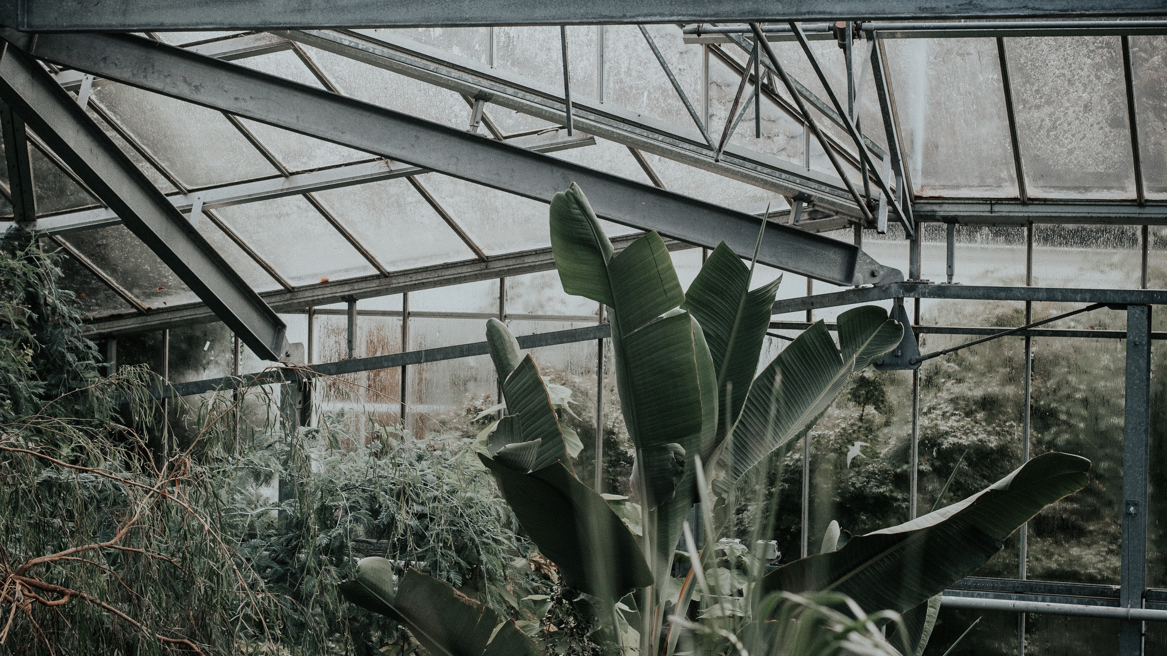 Обои влага, теплица, дерево, рассада, кактус в разрешении 3840x2160