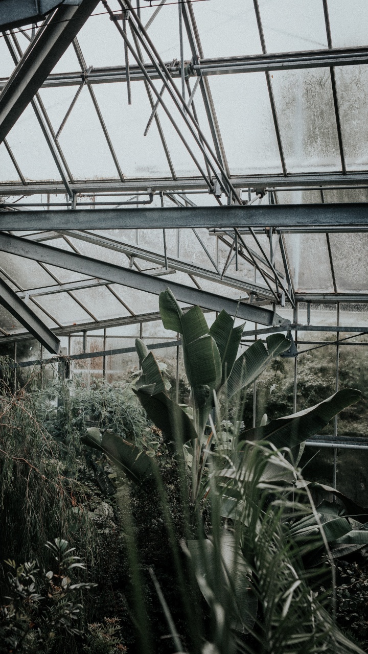 Обои влага, теплица, дерево, рассада, кактус в разрешении 720x1280