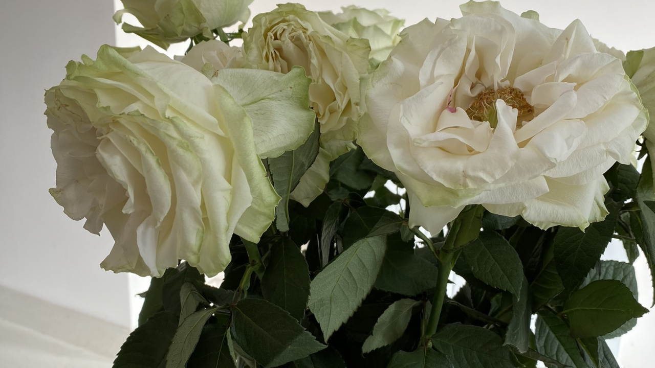 Обои срезанные цветы, цветочный дизайн, сад роз, лепесток, цветок в разрешении 1280x720