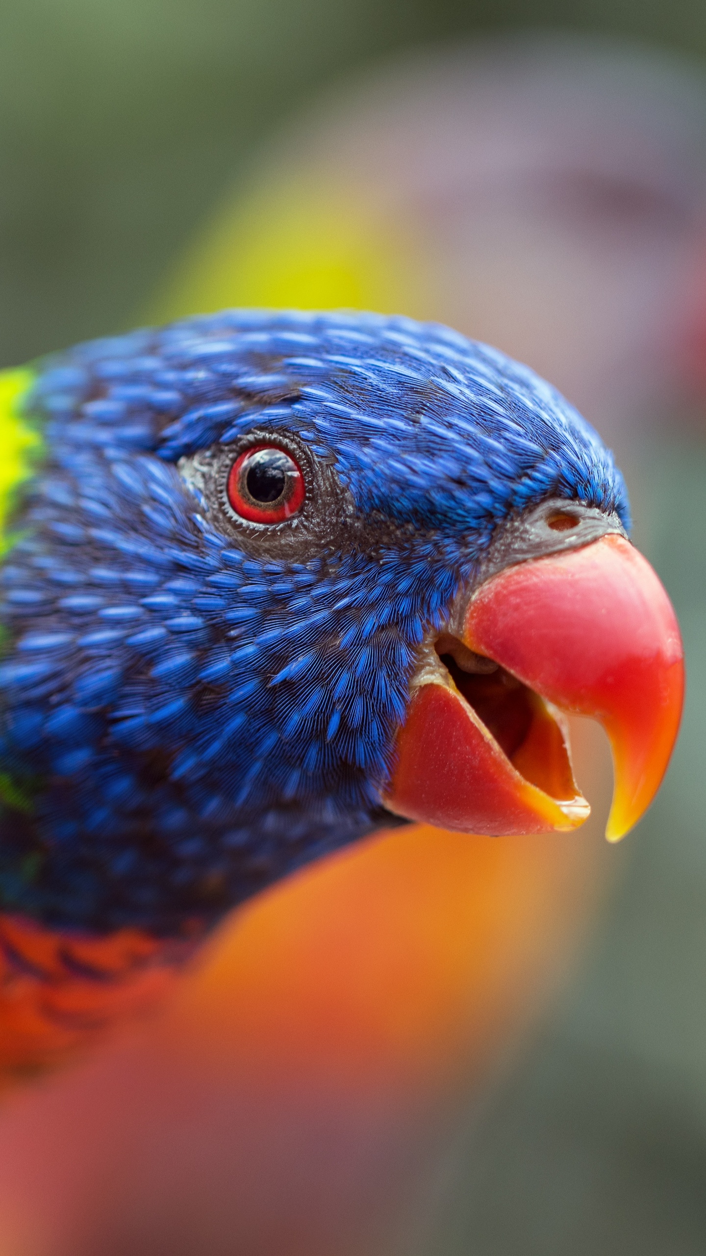 Обои Радужный лорикет, длиннохвостый попугай, птица, клюв, лорикет в разрешении 1440x2560