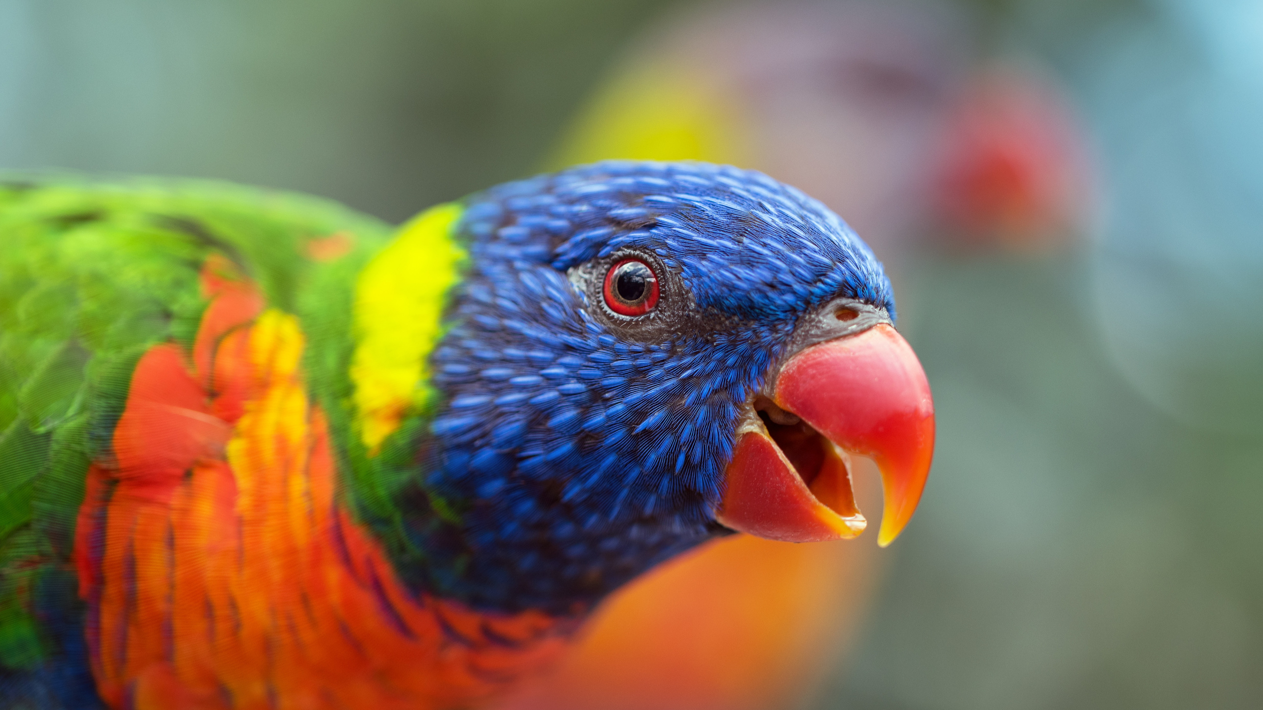 Обои Радужный лорикет, длиннохвостый попугай, птица, клюв, лорикет в разрешении 2560x1440