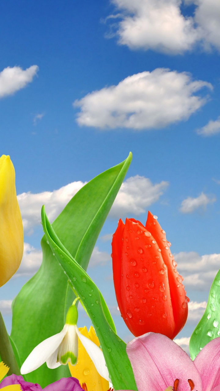 Обои цветок, облако, растение, дневное время, зеленый в разрешении 720x1280