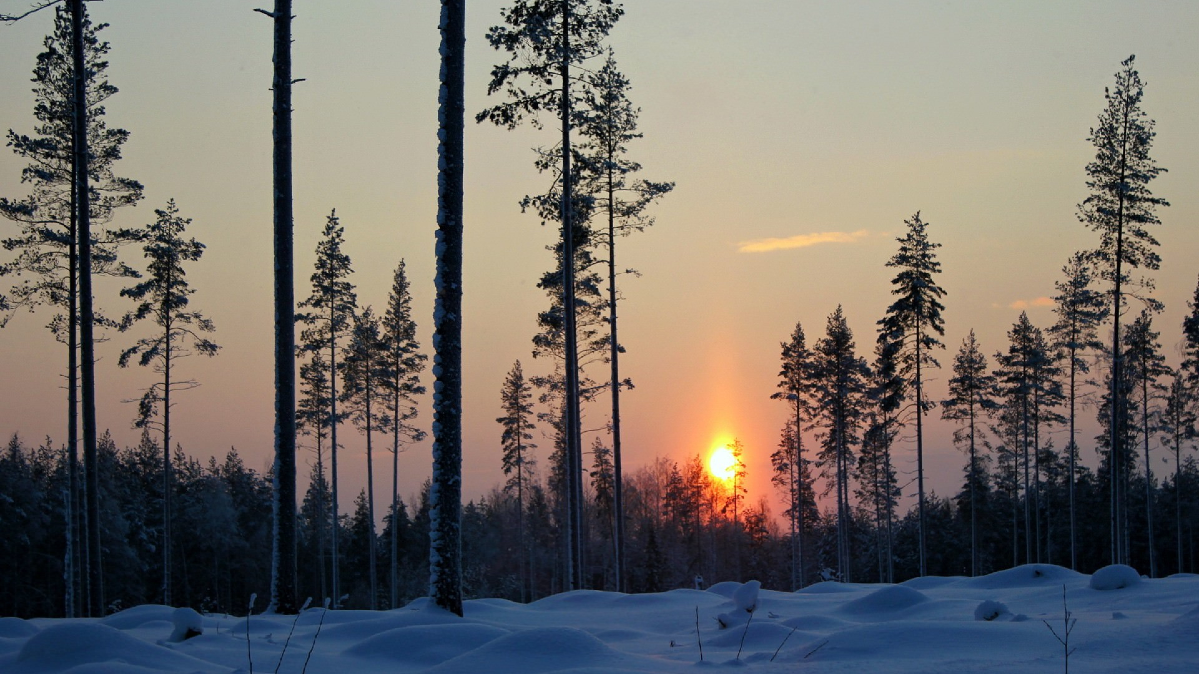 Обои закат, лес, зима, снег, восход солнца в разрешении 3840x2160