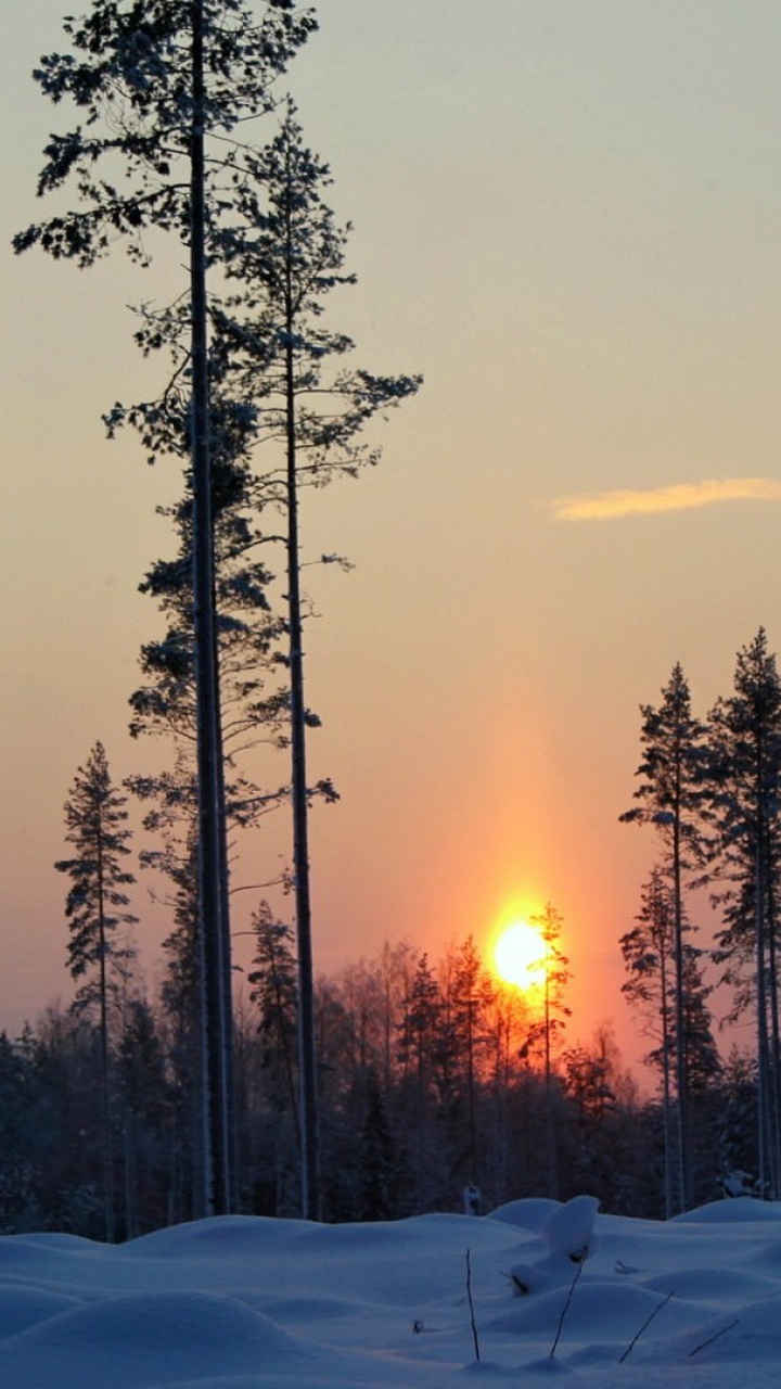 Обои закат, лес, зима, снег, восход солнца в разрешении 720x1280