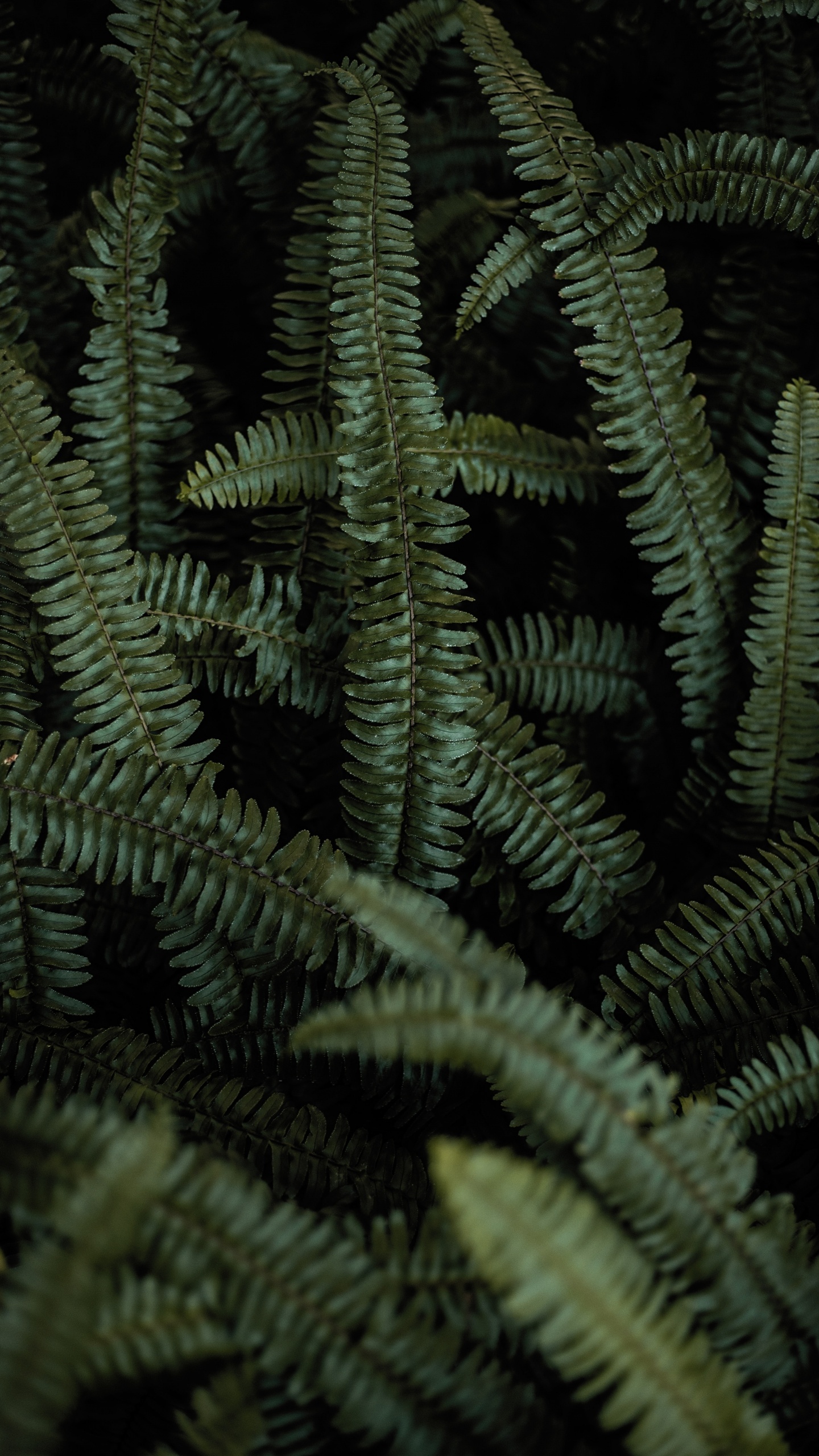 Обои папоротник, наземное растение, зеленый, растительность, папоротники и хвощи в разрешении 1440x2560