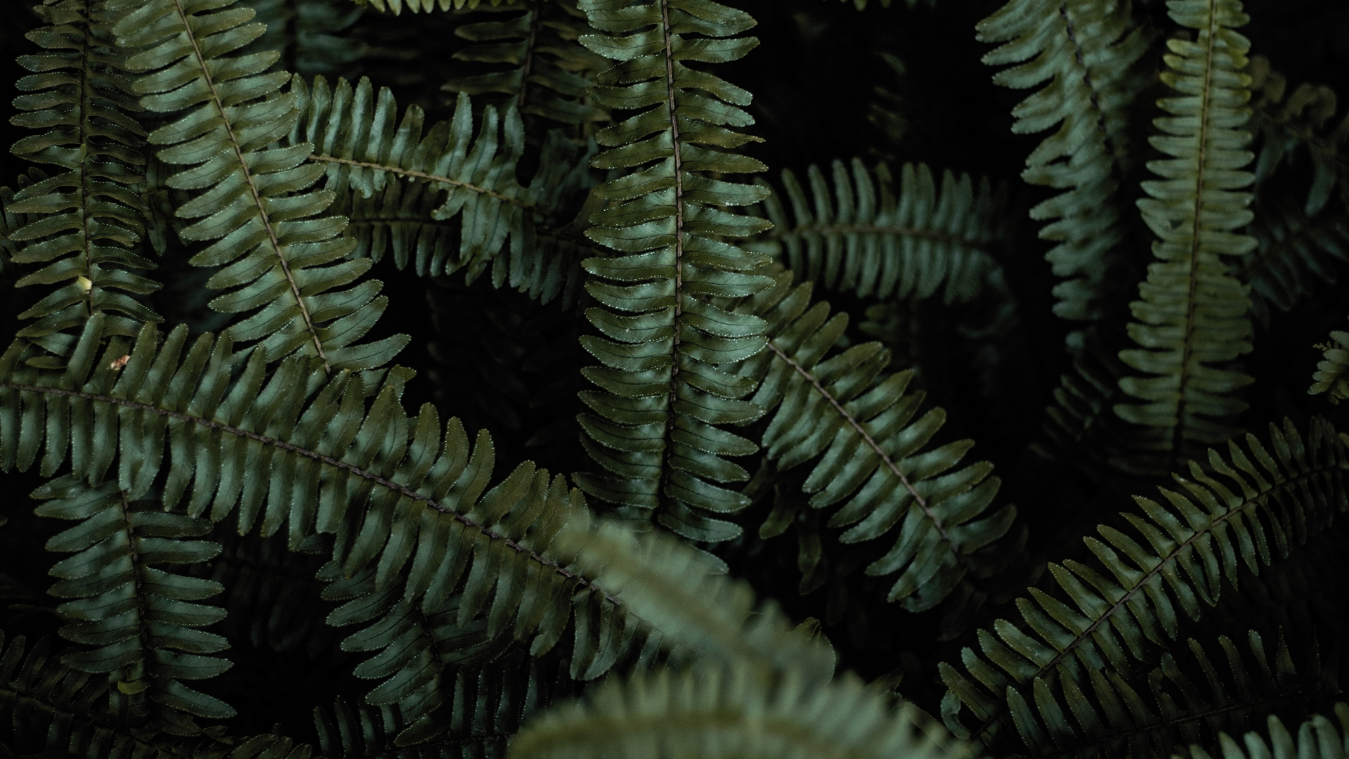 Обои папоротник, наземное растение, зеленый, растительность, папоротники и хвощи в разрешении 1920x1080